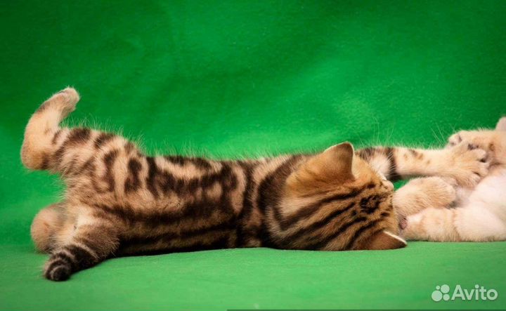 Мраморные британские котята