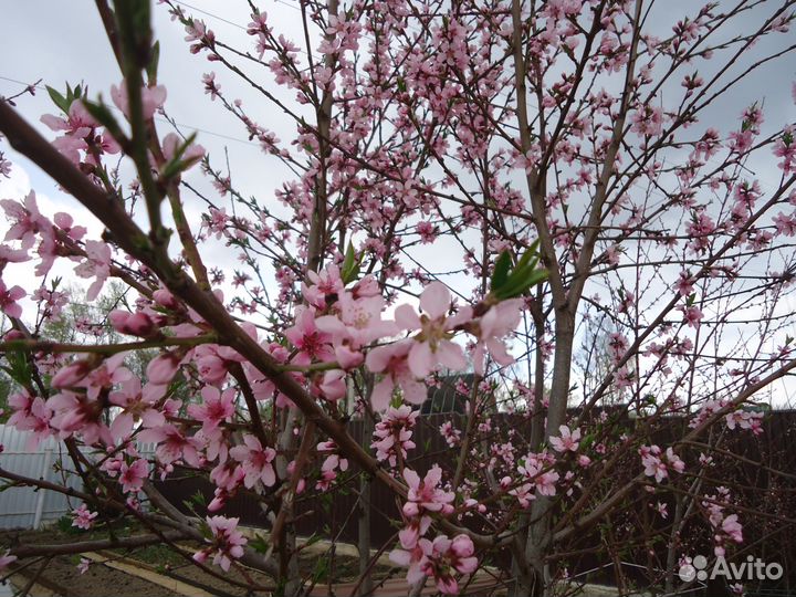 Саженцы персика