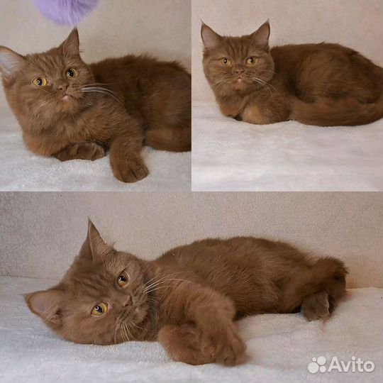 Британский котёнок циннамон