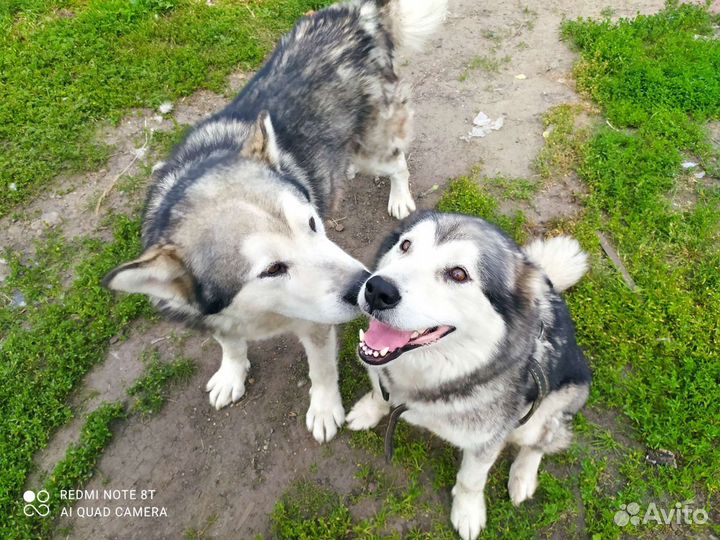 Аляскинский маламут щенки