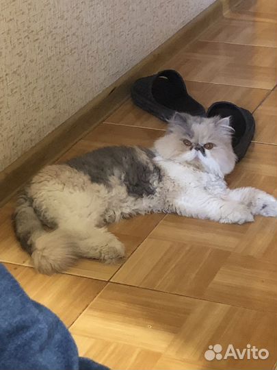 Кошка перс экстримал отдам в добрые руки