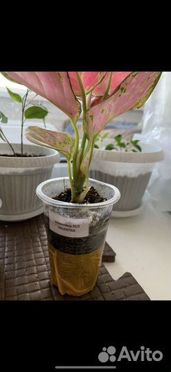 Аглаонема ред валентин