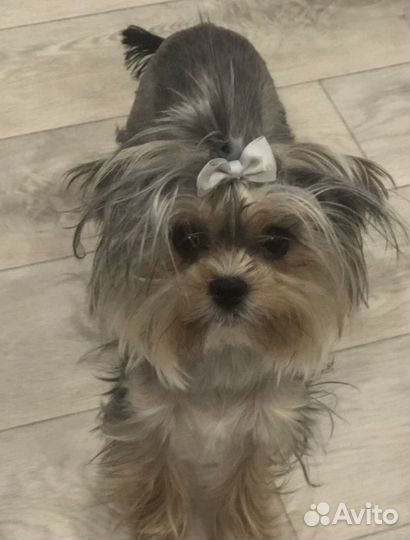 Вязка(девочка)