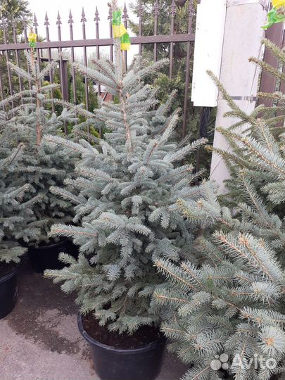 Голубая ель продажа 50-150 см