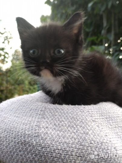 Черный котенок