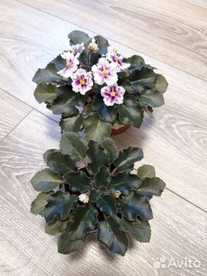 Цветущая молодая фиалка