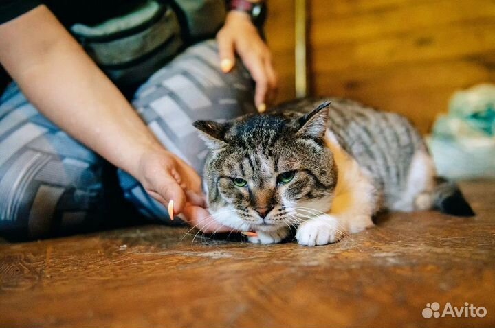 Котик Сырник из приюта бесплатно в добрые руки