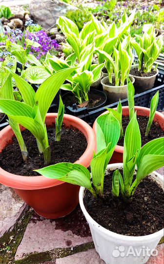 Саженцы хосты