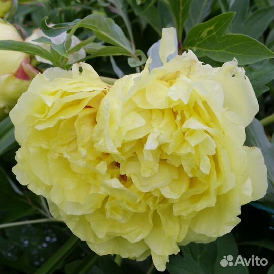 Пион Йеллоу Краун