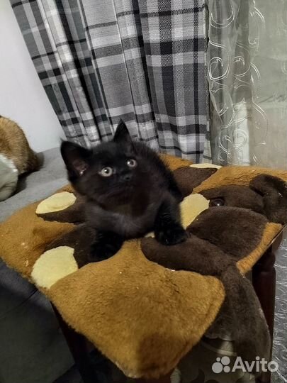 Котенок в добрые руки