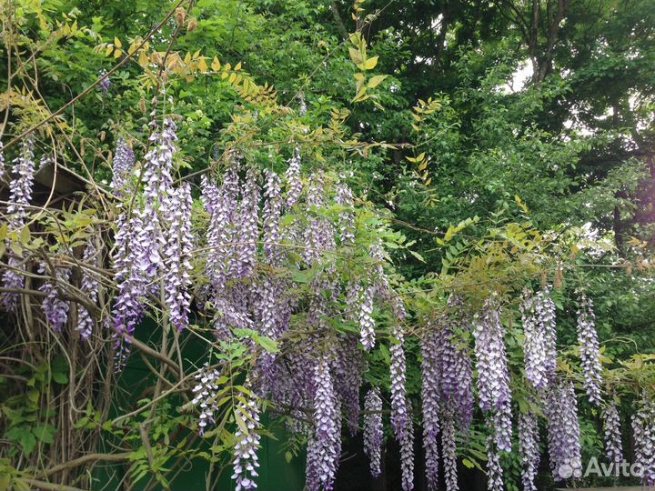 Глициния пышноцветная японская лиловая