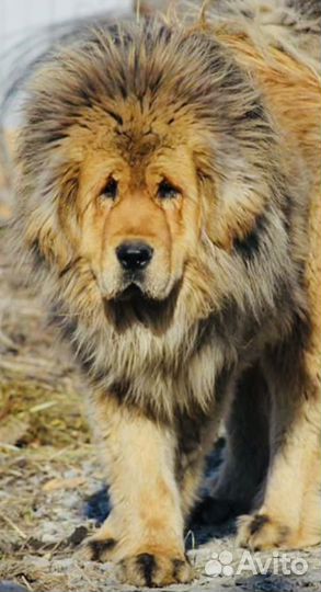 Львица тибетский мастиф щенок