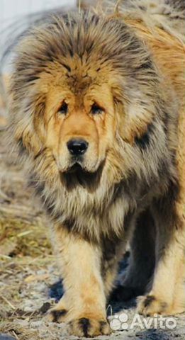 Львица тибетский мастиф щенок объявление продам