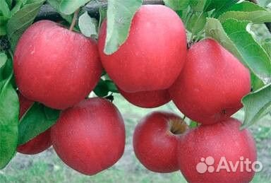 Саженцы яблони оптом М-9