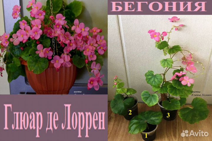 Бегонии Глюарка,мэсона,беллекони,элатиор,каудекс