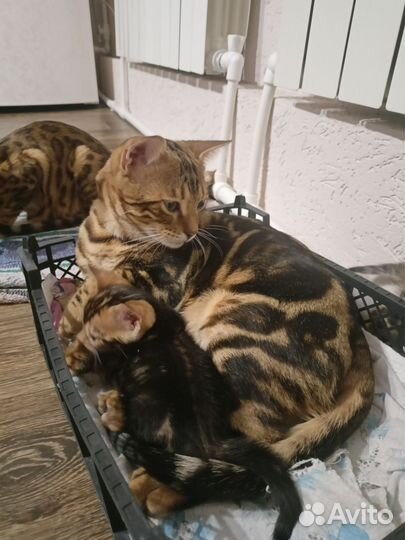 Бенгальский кот