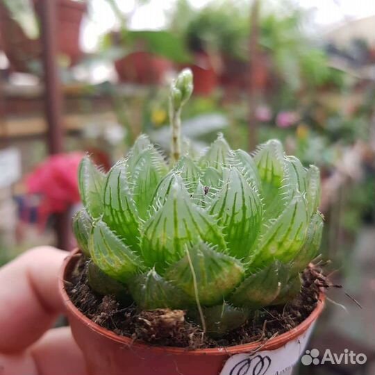 Хавортия купери из питомника растений