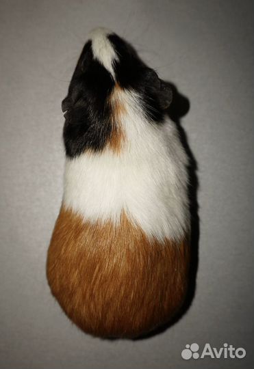 Морская свинка мальчик