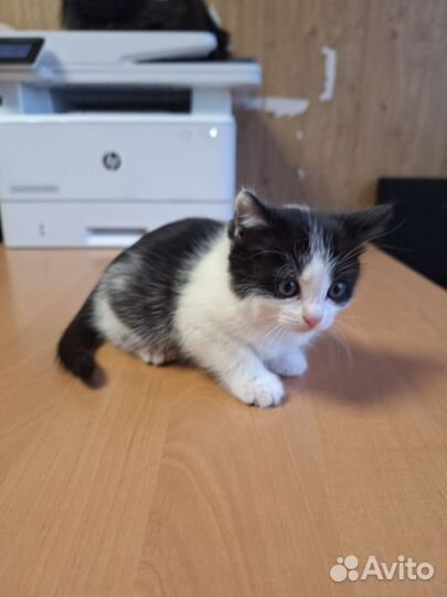 Котята в добрые руки 1 месяц