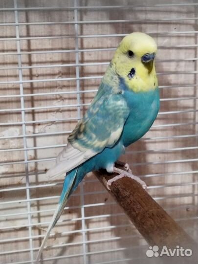 Волнистый попугай с клеткой