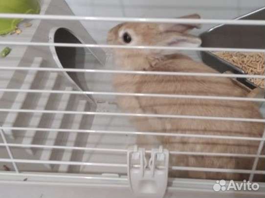 Декоративный кролик с клеткой объявление продам