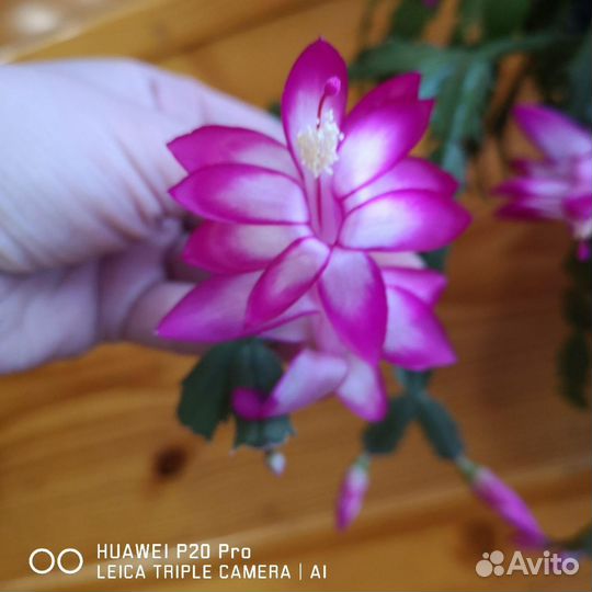 Шлюмбергера (декабрист)