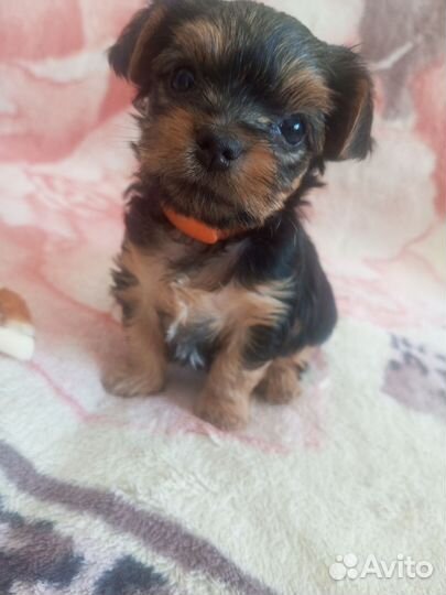 Йоркширский терьер щенки