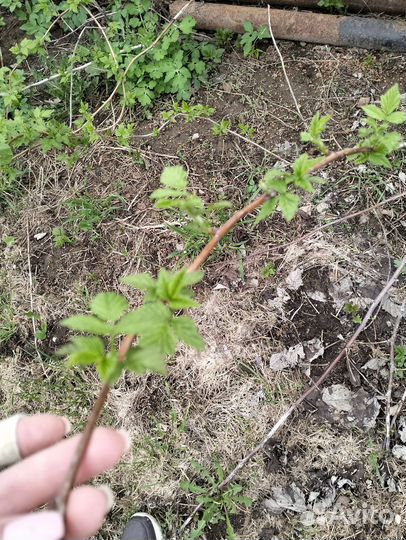 Рассада малины ремонтантной