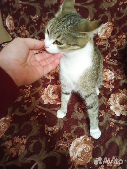 Кошка мышеловка