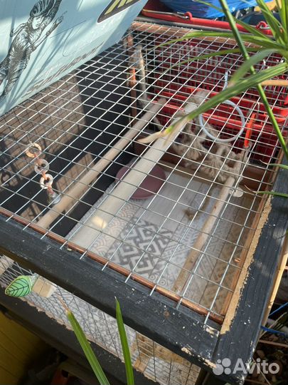 Клетка для крупного попугая или грызуна