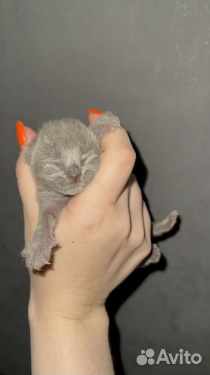 Котята британцы
