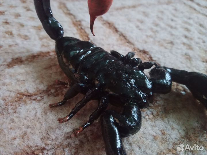 Скорпионы, пауки, змеи из полимерной глины