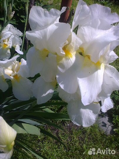 Ирисы бородатые