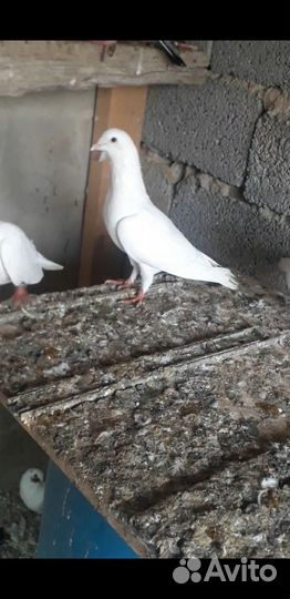 Бакинские голуби