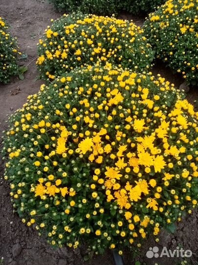 Хризантемы мультифлора шаровидна и веточная