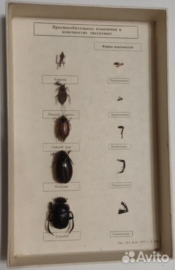 Конечности насекомых (учебные пособия, повреждены)