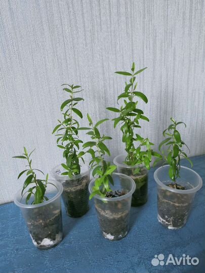 Комнатные цветы Мирт