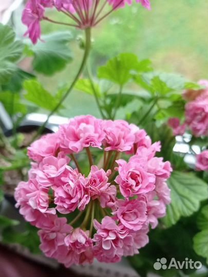 Пеларгония герань