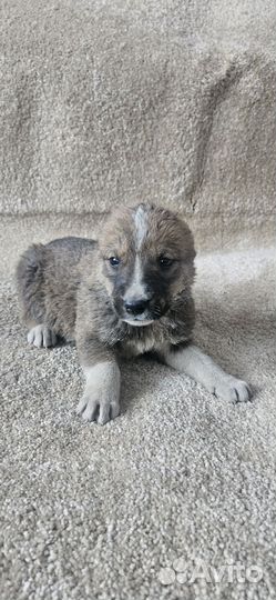 Щенки сао Алабая