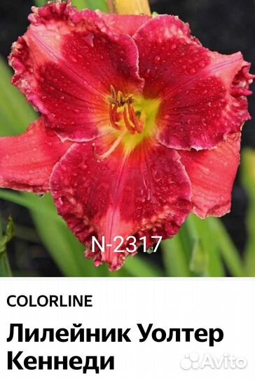 Лилейники сортовые