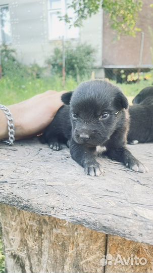 Отдам бесплатно щенки