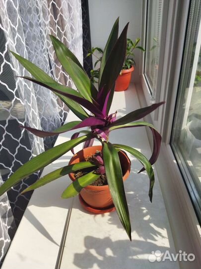 Традесканция рео