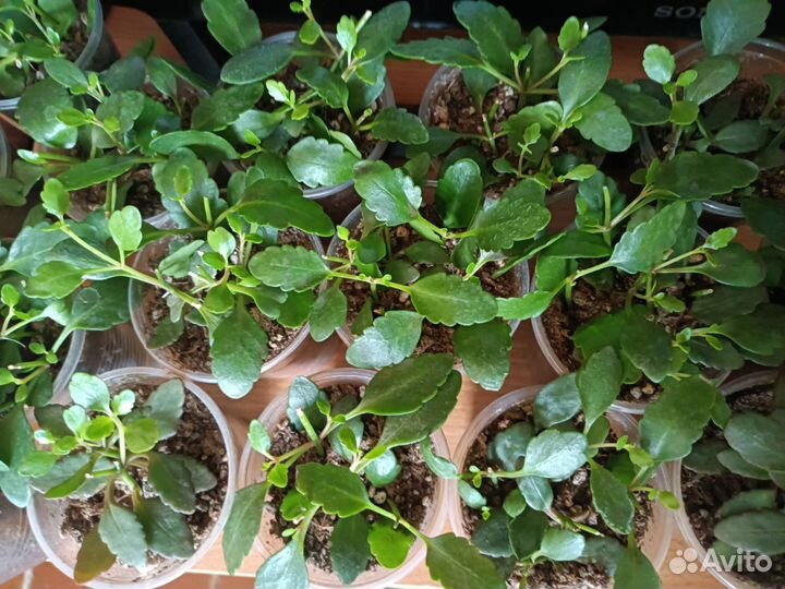 Каланхоэ ампельное, красулы 2 сорта. Кокино