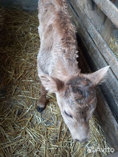 Бычки,телята