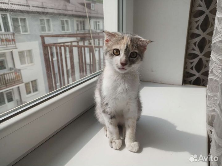 Котëнок в дар