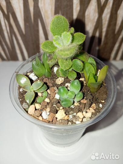 Суккуленты