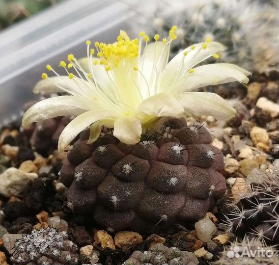 Редкие кактусы уже цветущие