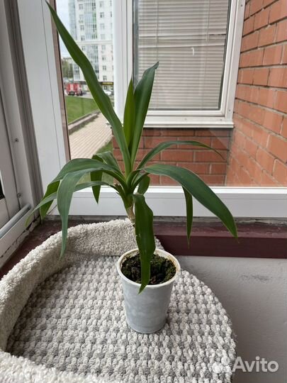 Юкка цветок комнатное растение