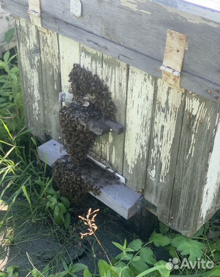 Пчелы и улья