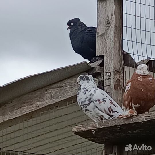 Бойные голуби, андижанский и бакинские